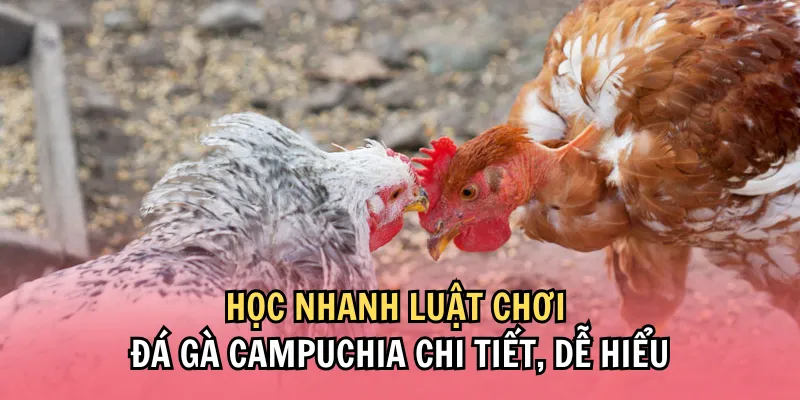 Đá Gà Campuchia PG88 - Hình Thức Kiếm Tiền Mới 2025